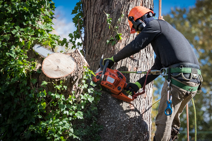 man cutting a tree