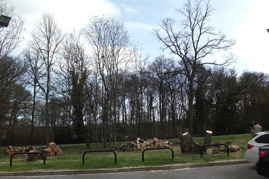 tree trunks cut down into logs