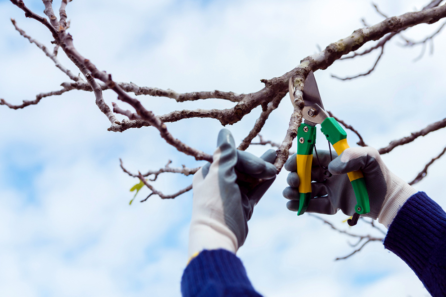Pruning a tree branch