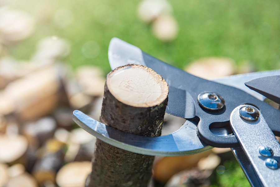 Tree & Shrub Pruning
