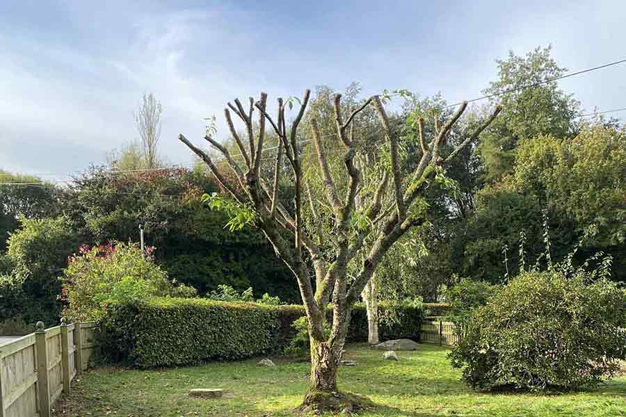 tree limbs cut off