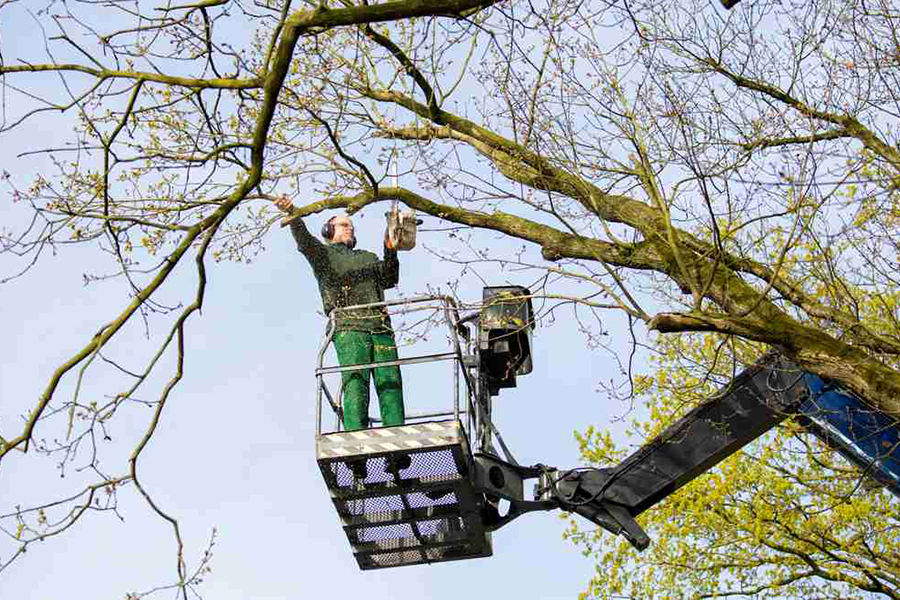 Tree worker pruning a tree
