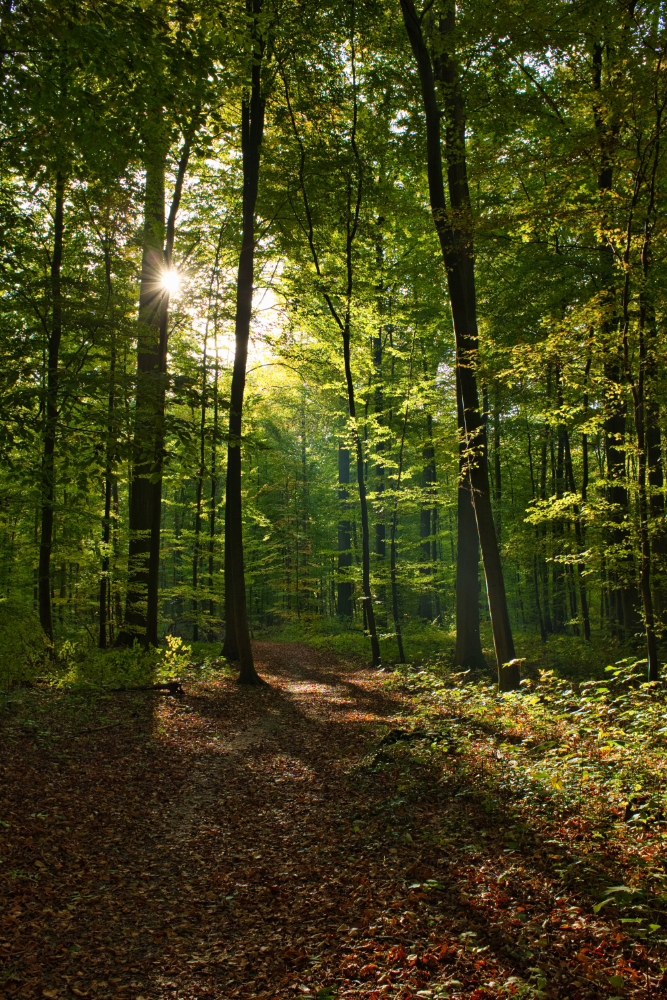 sunlight shining through a forest
