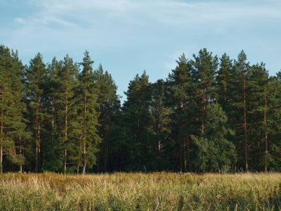 view of a forest