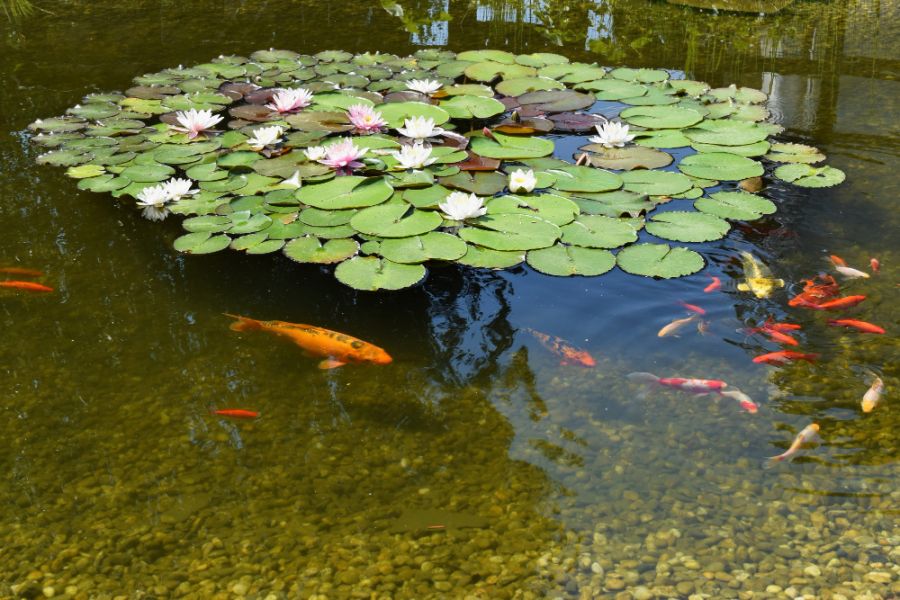 fish in a pond