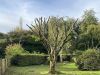 tree limbs cut off