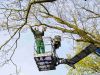 Tree worker pruning a tree