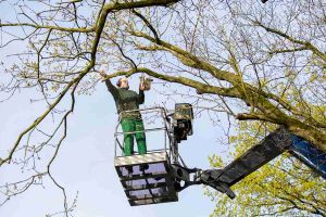 tree pruning