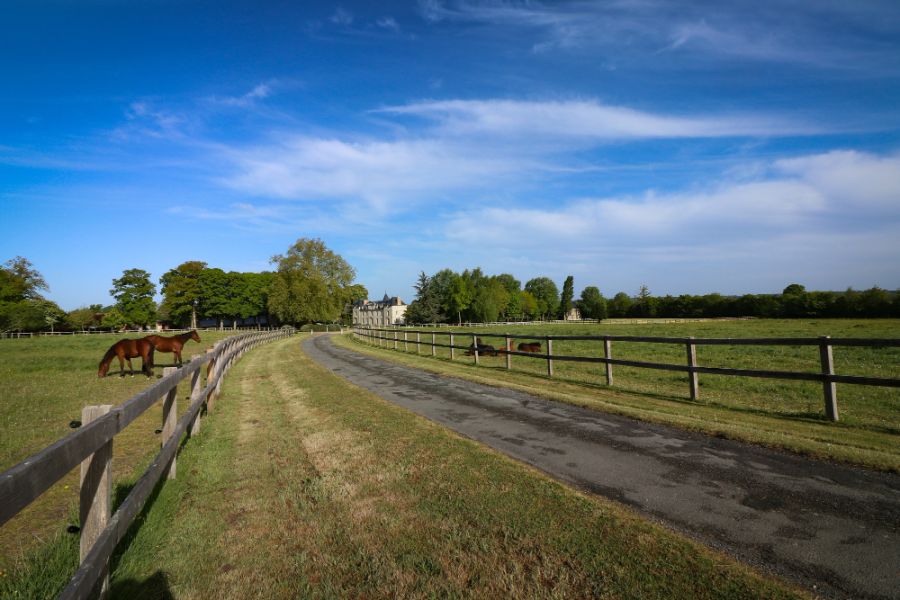 horse in padock looking over fence