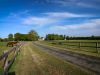 horse in padock looking over fence