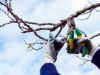 Pruning a tree branch