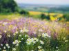 wild flowers on a hillside